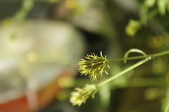 Bidens bipinnata