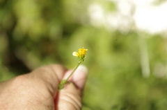 Bidens bipinnata