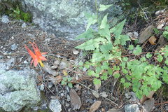 Aquilegia desertorum