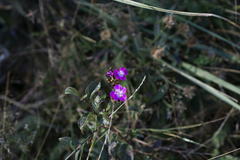 Dianthus collinus glabriusculus