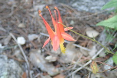 Aquilegia desertorum