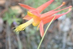 Aquilegia desertorum