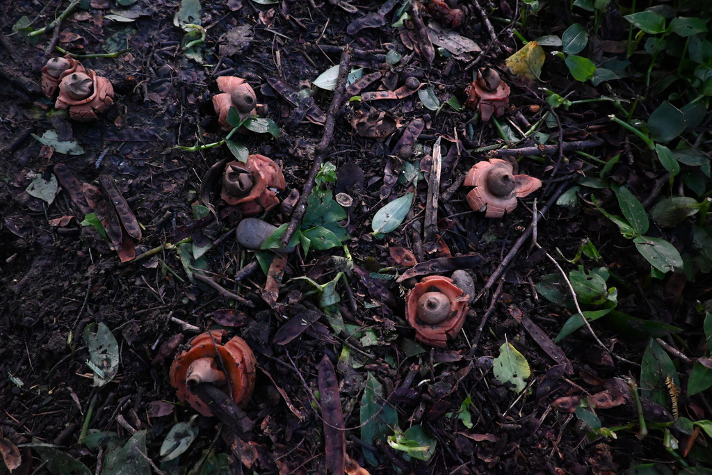 Geastrum · June 2025 · photo: © jon_sullivan (iNaturalist, cc-by)