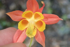 Aquilegia desertorum
