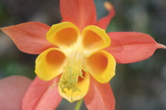 Aquilegia desertorum