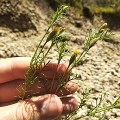 Tagetes coronopifolia