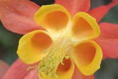 Aquilegia desertorum