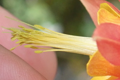 Aquilegia desertorum