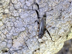 Enchodes sericea