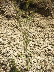 Tagetes coronopifolia