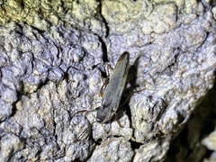 Enchodes sericea