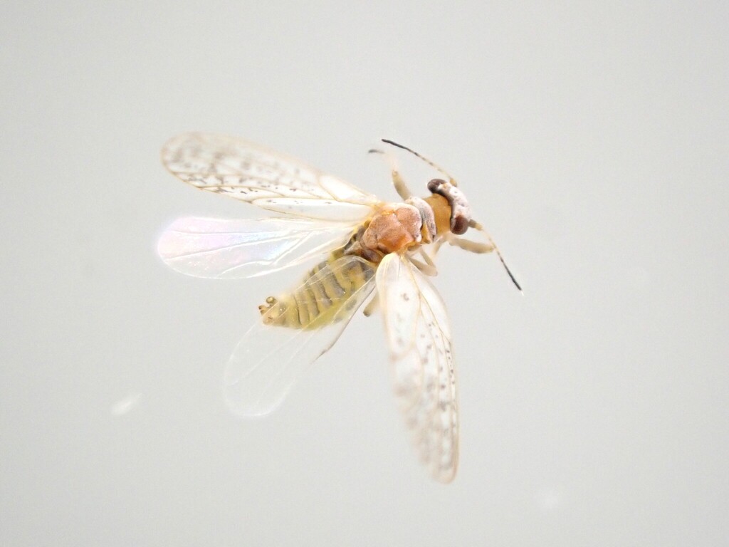 Psyllid