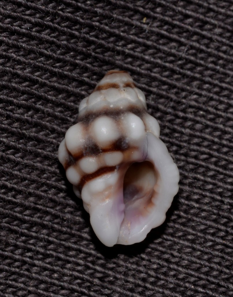 Oppomorus purpureocinctus