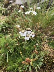 Achillea atrata