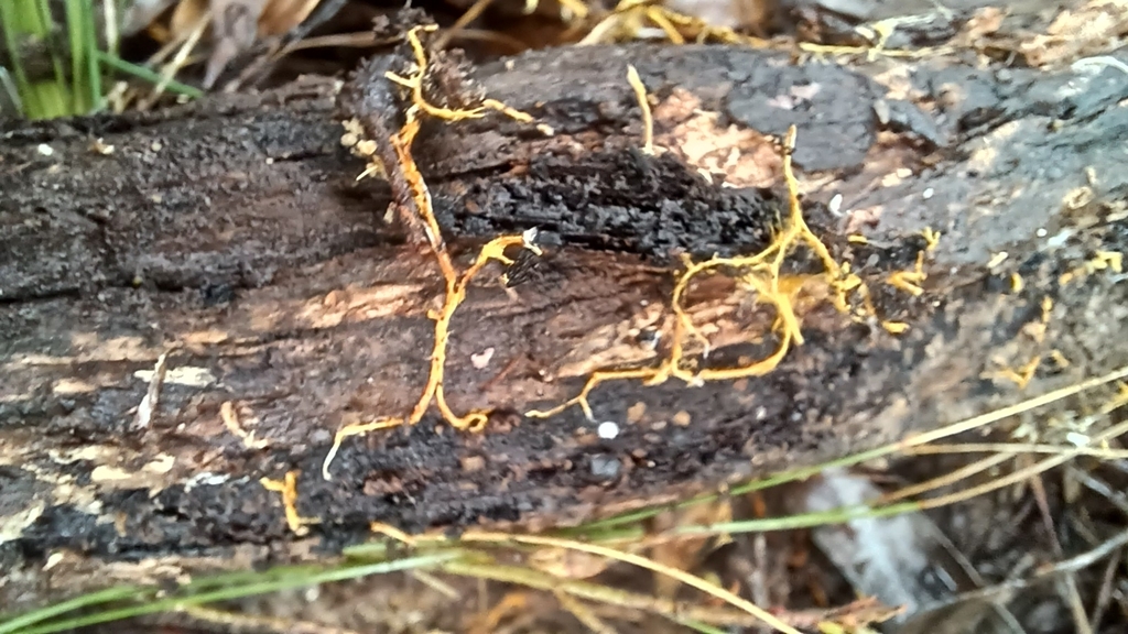 Rhizochaete filamentosa · June 2025 · photo: © jessbamford (iNaturalist, cc-by-sa)