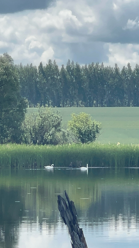 Mute Swan