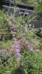 Buddleja alternifolia, photograph (c) Christoph Moning, some rights reserved (CC BY)