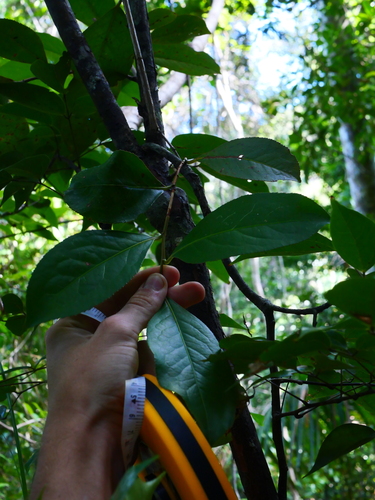 Malagasy tea