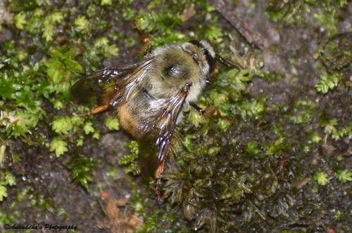 Bombus parthenius