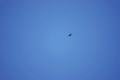 Morphnarchus princeps