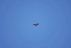 Morphnarchus princeps