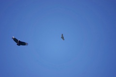 Morphnarchus princeps