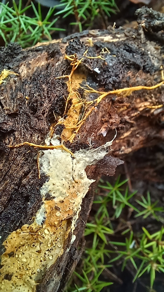 Rhizochaete filamentosa · June 2025 · photo: © jessbamford (iNaturalist, cc-by-sa)