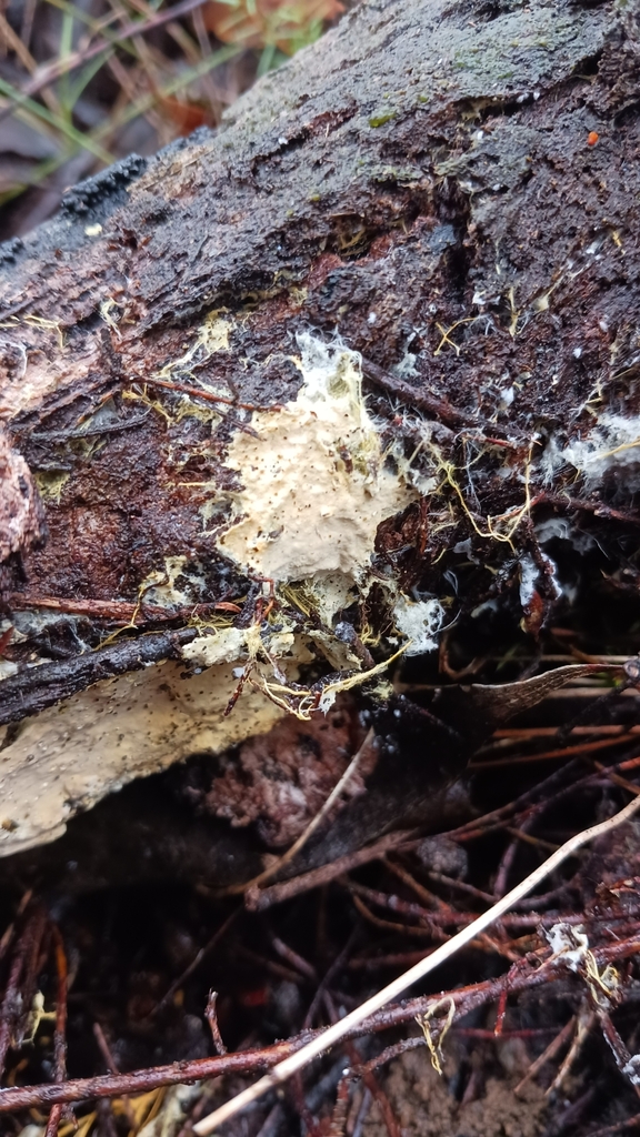 Rhizochaete filamentosa · June 2025 · photo: © jessbamford (iNaturalist, cc-by-sa)