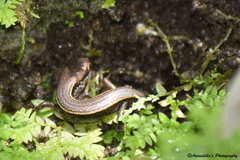 Ablepharus himalayanus