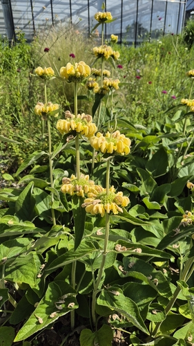 Phlomis russeliana