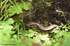 Ablepharus himalayanus