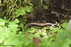 Ablepharus himalayanus