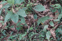 Dendrophidion clarkii