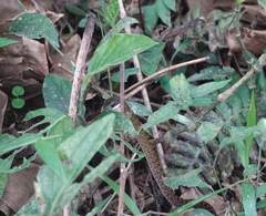 Dendrophidion clarkii