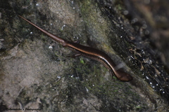 Ablepharus himalayanus