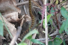 Dendrophidion clarkii