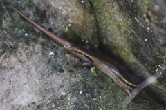 Ablepharus himalayanus