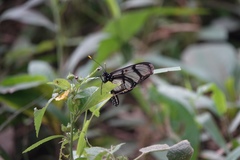 Methona confusa psamathe