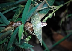 Mastigodryas pulchriceps