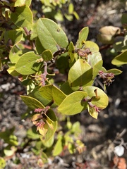 Arctostaphylos osoensis
