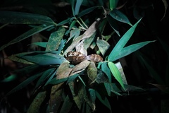 Mastigodryas pulchriceps