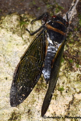 Polyneura ducalis