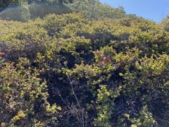 Arctostaphylos osoensis