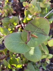 Arctostaphylos osoensis