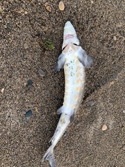 Acipenser fulvescens