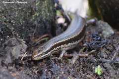 Ablepharus himalayanus