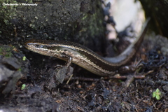 Ablepharus himalayanus