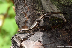 Ablepharus himalayanus