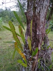 Lecanopteris sinuosa