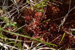Sphagnum magellanicum